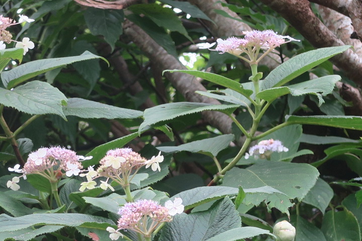 e0292172_2024091.jpg