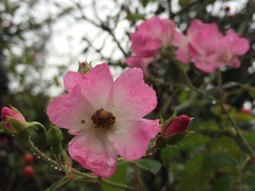 f0201297_09495355.jpg