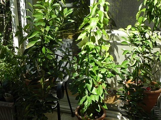 c0152002_17481291.jpg