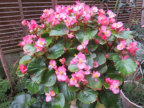 d0046702_1022263.jpg