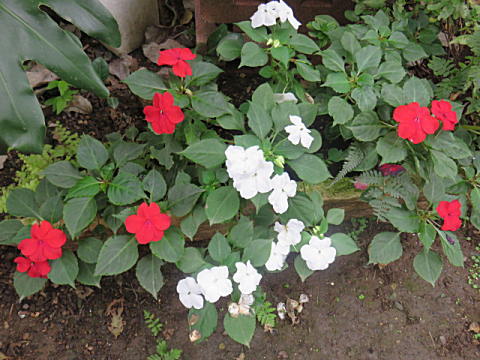 d0046702_1022997.jpg