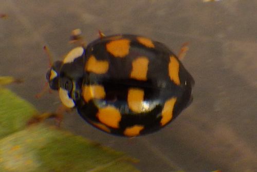 c0337631_22435467.png