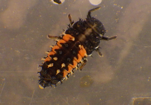 c0337631_22460402.png