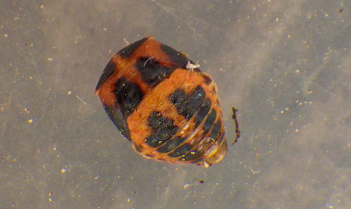 c0337631_22460573.png