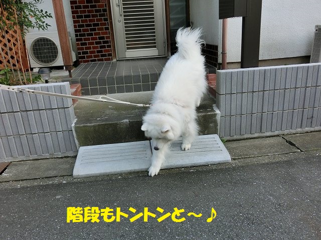 e0196135_2018432.jpg