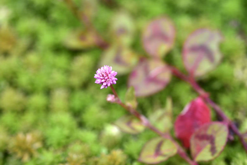 b0042837_936156.jpg