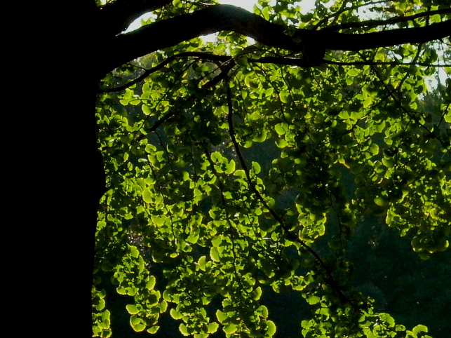 e0165983_1911793.jpg