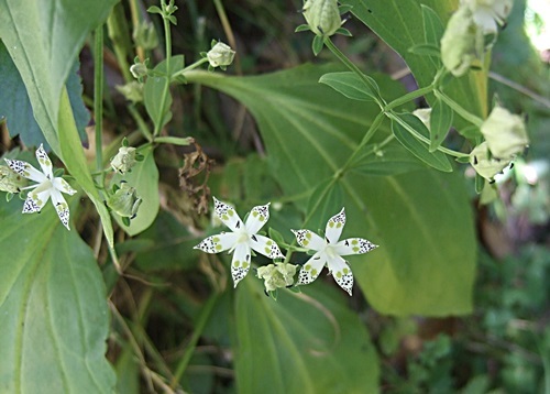 e0086885_13323617.jpg