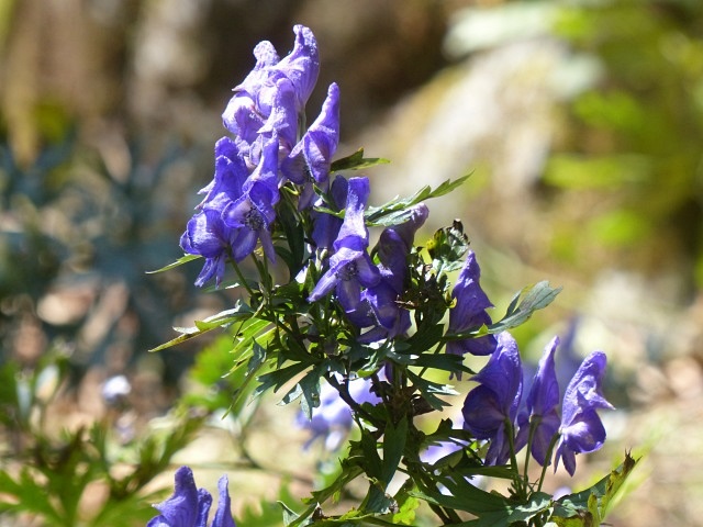 f0357487_10484321.jpg