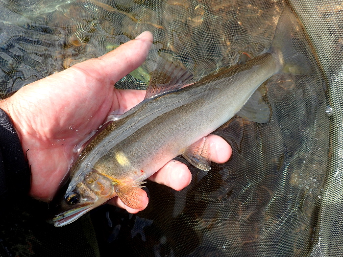 f0103126_2046479.jpg