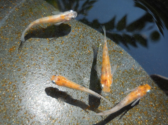 e0097534_1437349.jpg