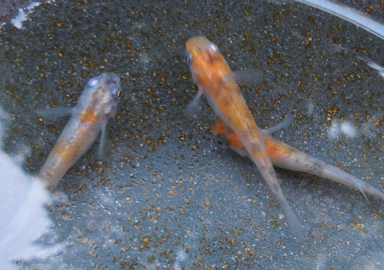e0097534_14401399.jpg