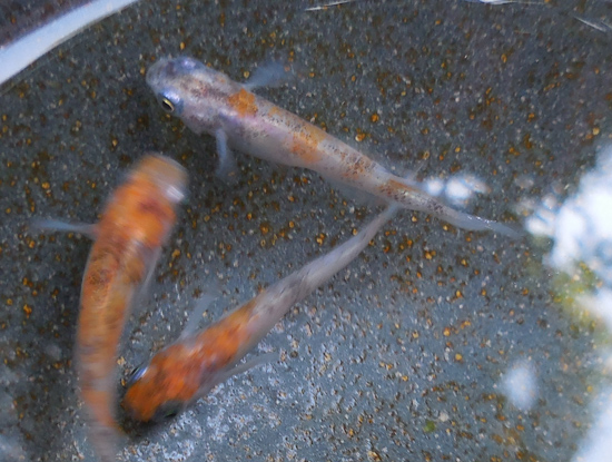 e0097534_14404740.jpg