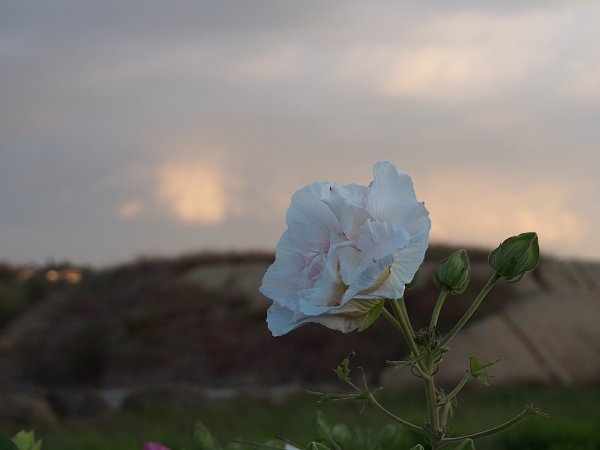 b0341140_16175787.jpg