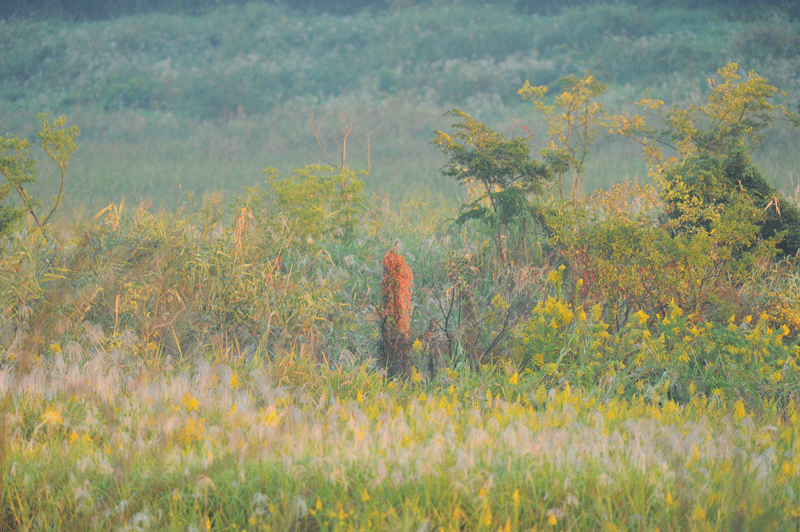 d0290240_19220341.gif