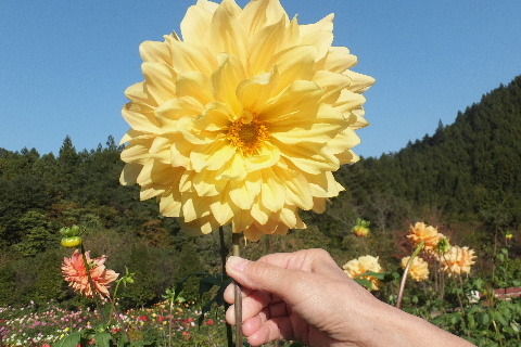 e0088260_22265696.jpg