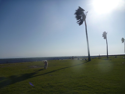 e0161972_8153791.jpg
