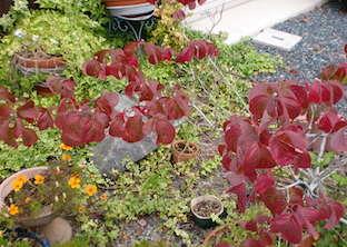 a0234877_735141.jpg