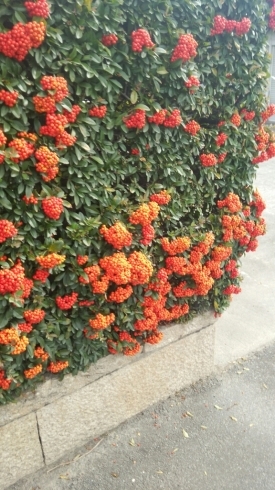 c0348784_12294622.jpg