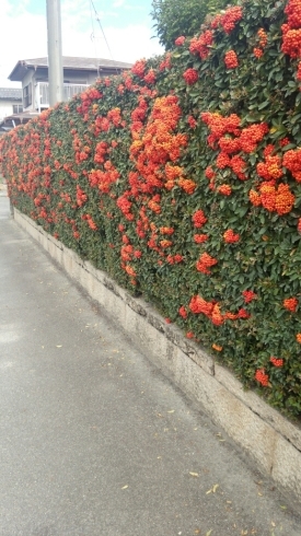 c0348784_12294789.jpg