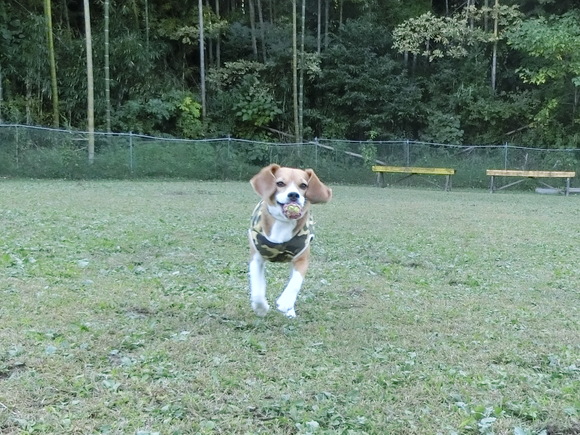 a0319693_8394170.jpg