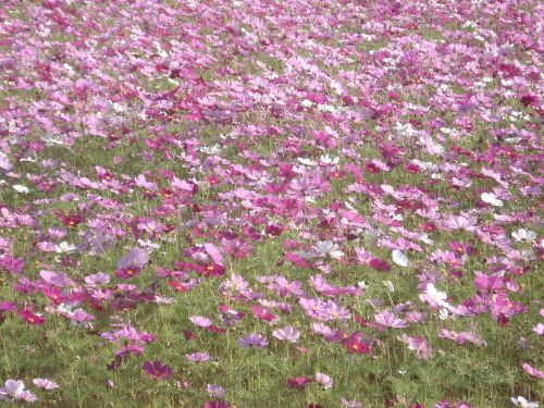e0353802_10375538.jpg