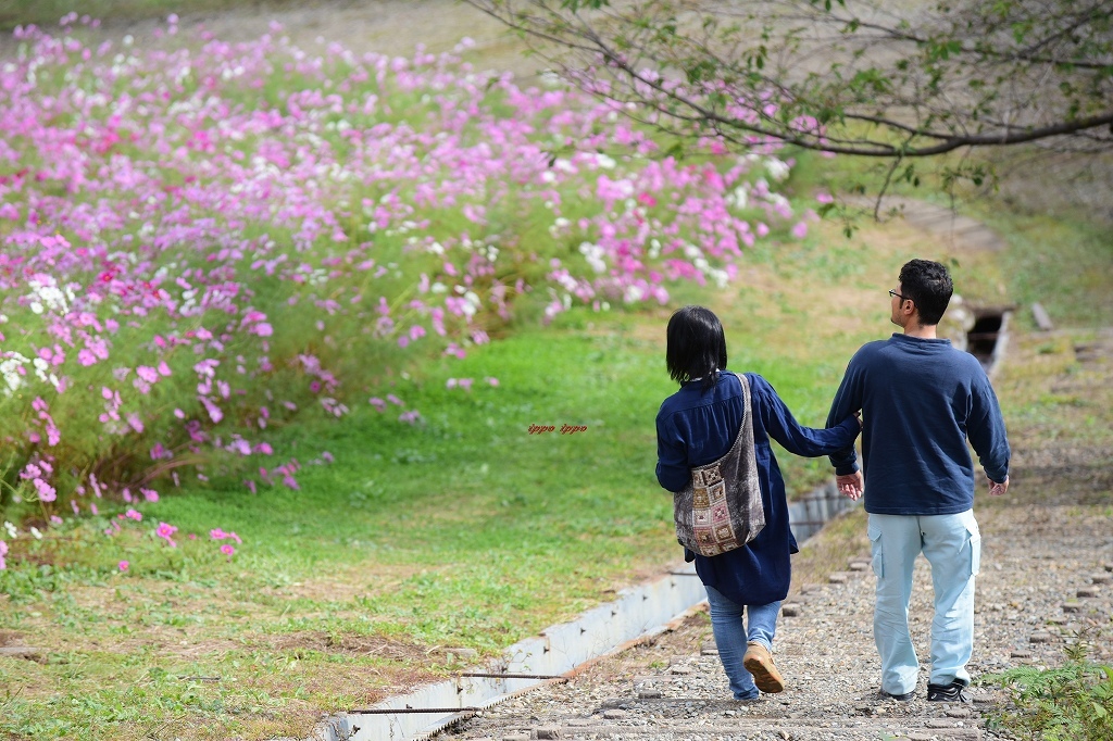 秋桜と愛と - 一歩々　～いっぽいっぽ～