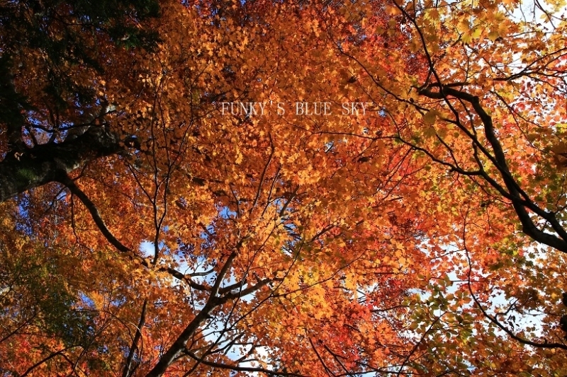 c0145250_10483411.jpg