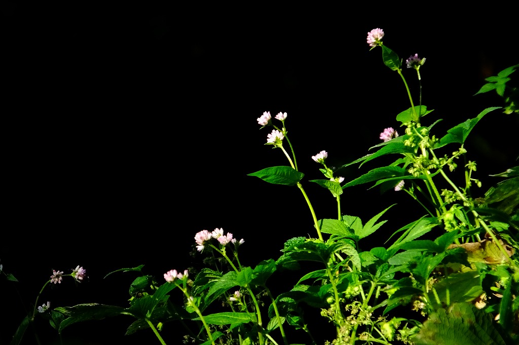 b0236251_11381887.jpg