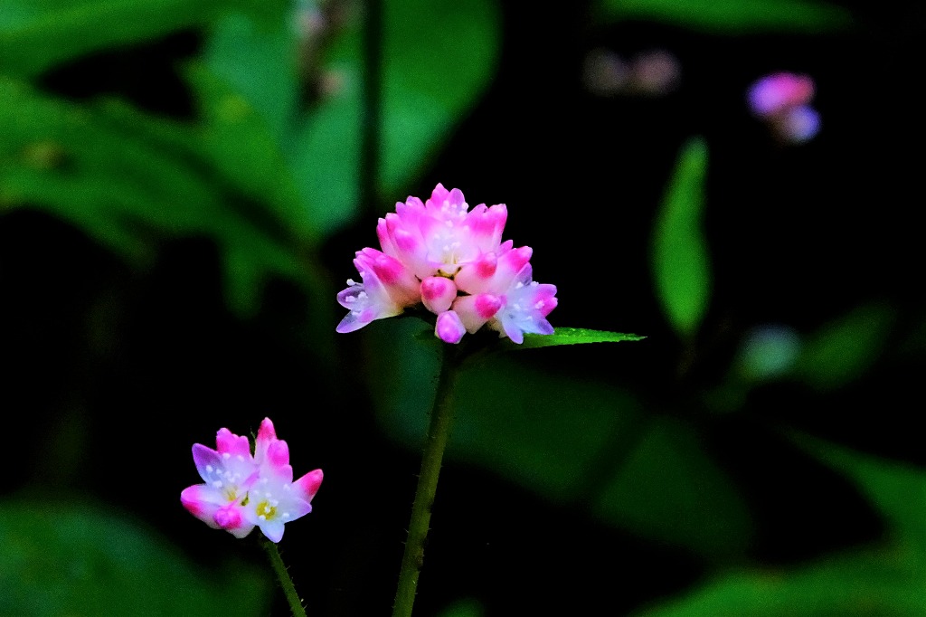 b0236251_11425053.jpg