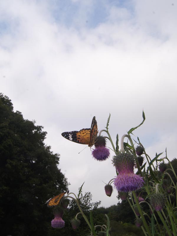 c0045352_2034178.jpg
