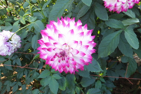 e0088260_10090624.jpg