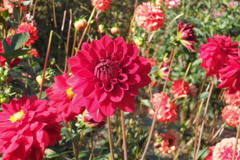 e0088260_10100502.jpg