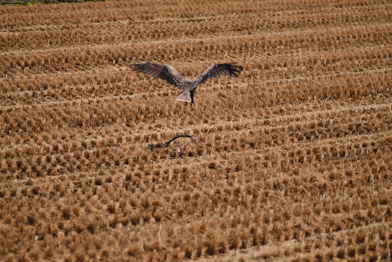 d0341880_7543135.jpg