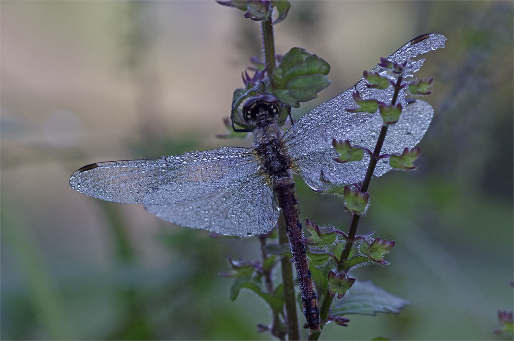 d0209988_2034819.jpg