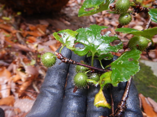 f0118332_17560070.jpg