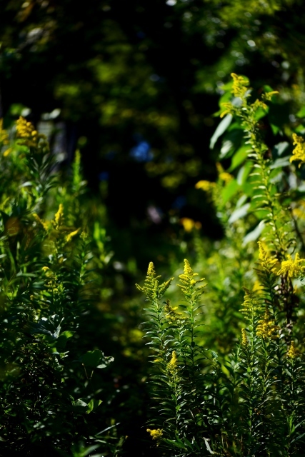 a0318033_17162762.jpg