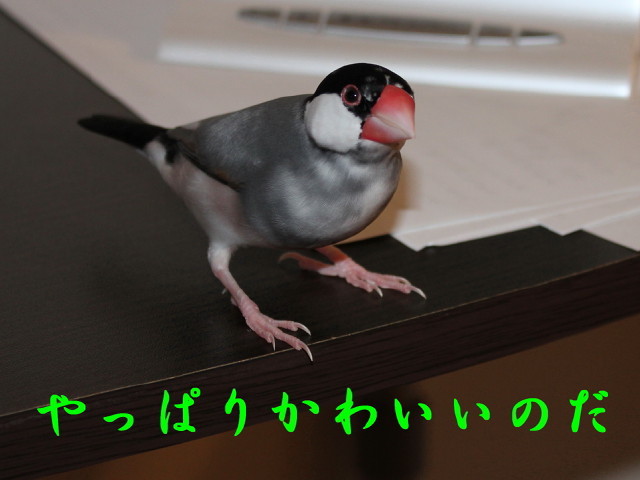 c0365734_20404897.jpg
