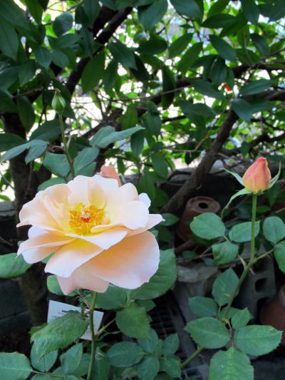 c0147952_2235944.jpg