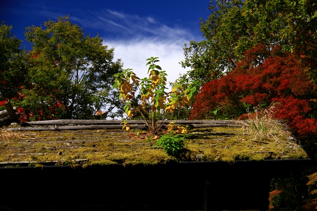 d0126577_19561970.jpg