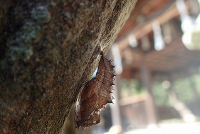 c0369423_16034344.jpg
