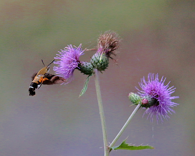 c0305565_17292109.jpg