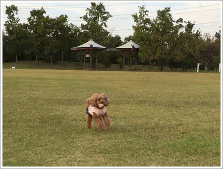 b0175688_23180877.gif
