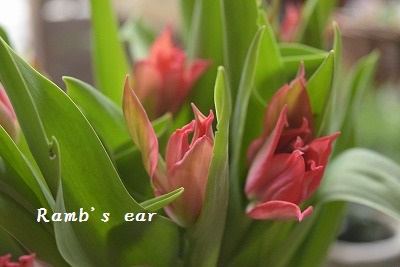 e0128909_16124016.jpg