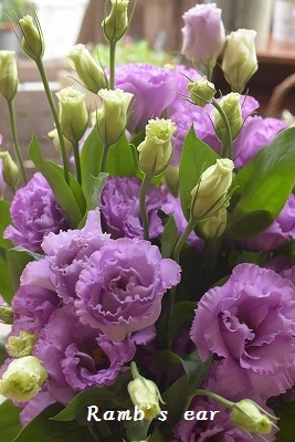 e0128909_22152521.jpg
