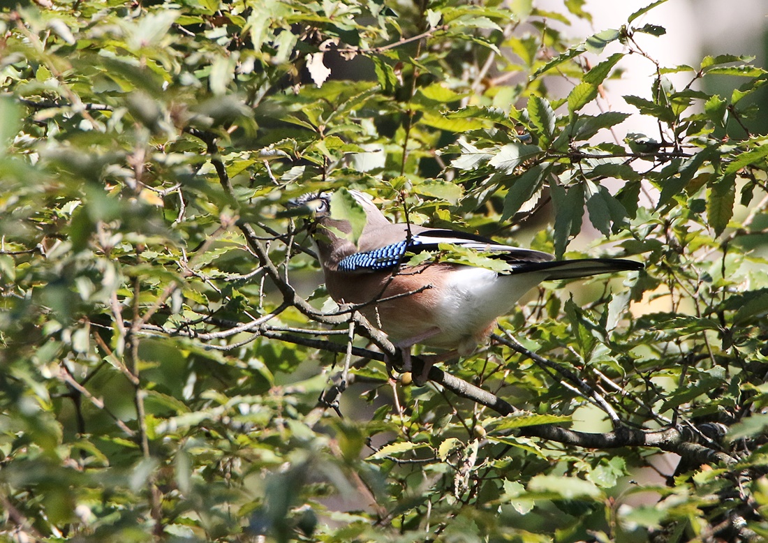 f0310221_12421262.jpg