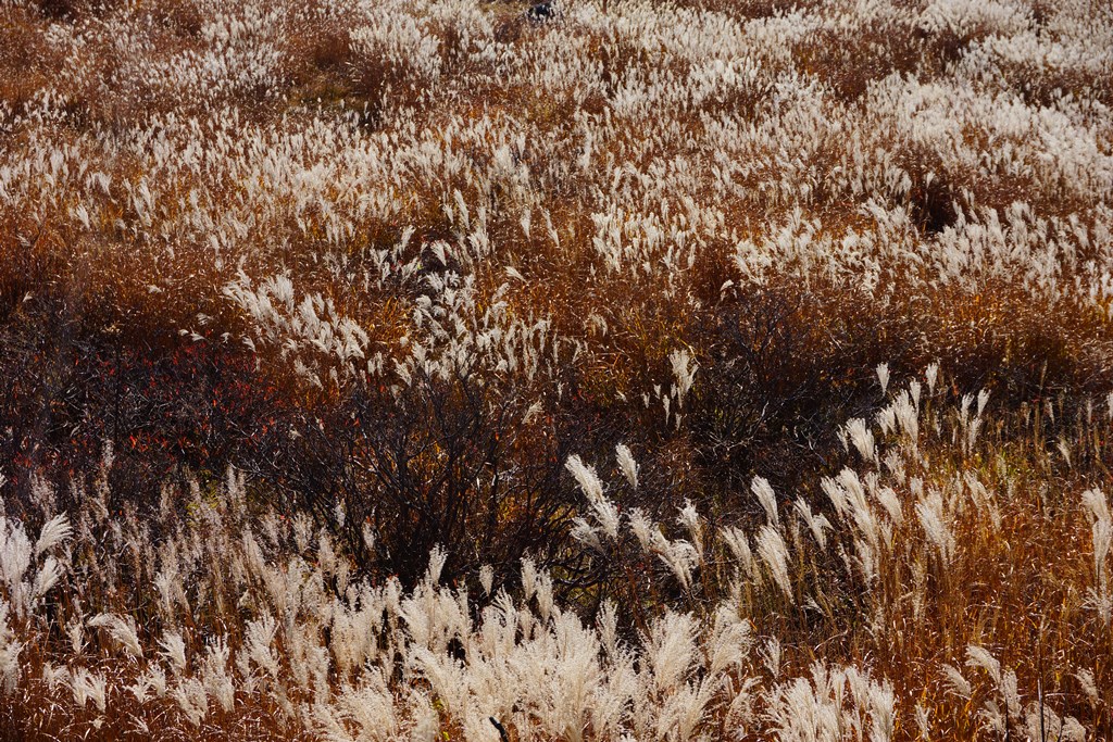 e0223456_1153158.jpg
