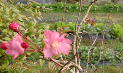 a0234877_855521.jpg