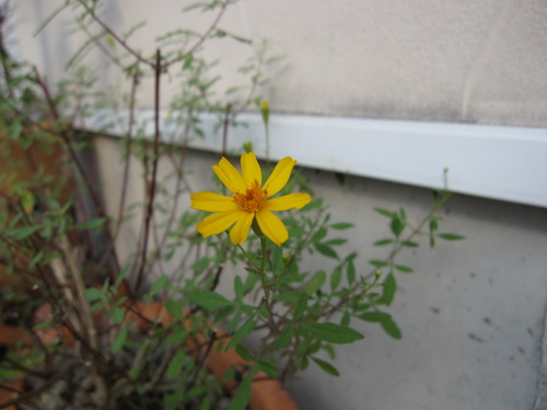 a0306390_9333286.jpg