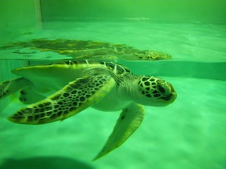c0193396_1125896.jpg